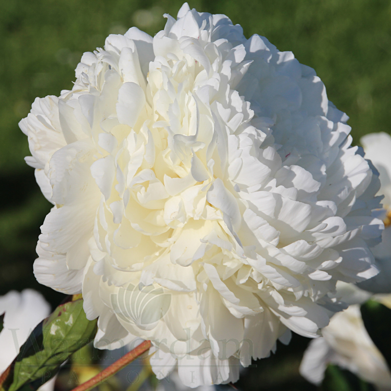 Heve PEONYペプラムBL ホワイト Paeonia (Tree Peony) Snow Tower 1 Bare Root